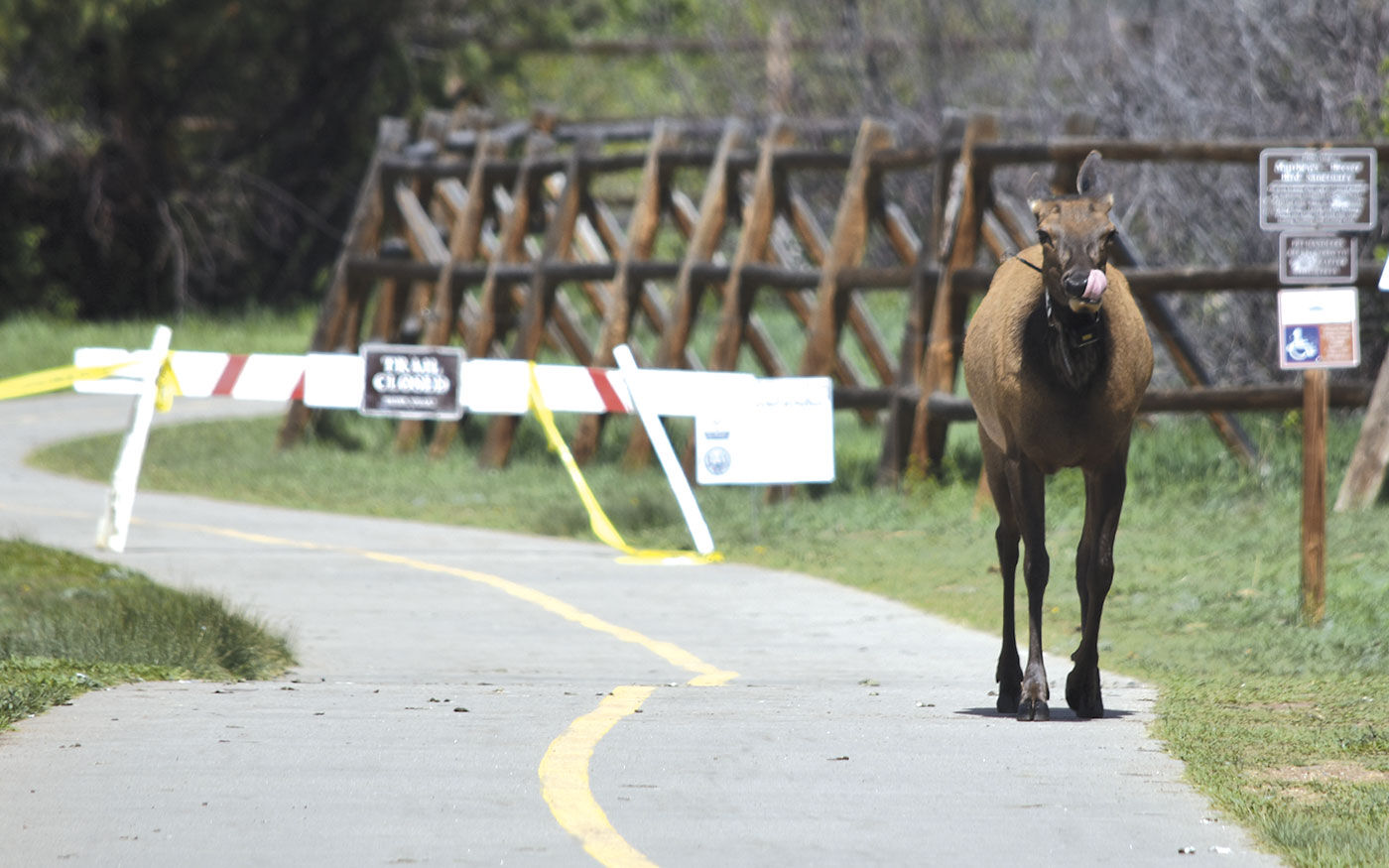 Elk Charge 2